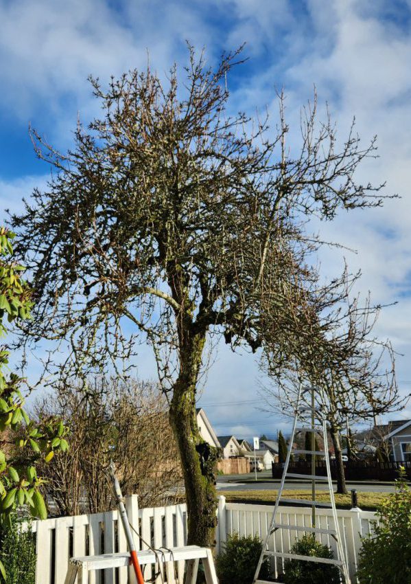 Before picture of pruned tree in Port Alberni