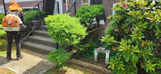 Shrub Trimming After
