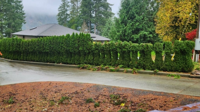 Cedar Hedge Before Trimming